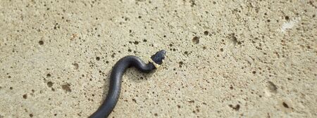 snake young on a concrete slab in the city macro close-upの写真素材