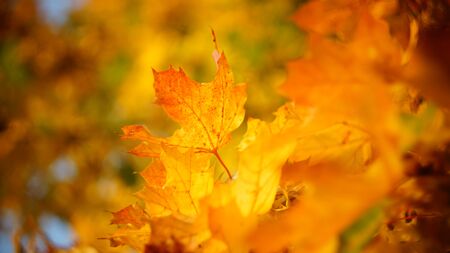 mellow autumn. beautiful maple leaves yellow golden in city Park blurred background close-upの写真素材