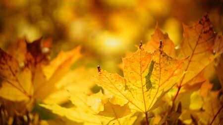 mellow autumn. beautiful maple leaves yellow golden in city Park blurred background close-upの写真素材