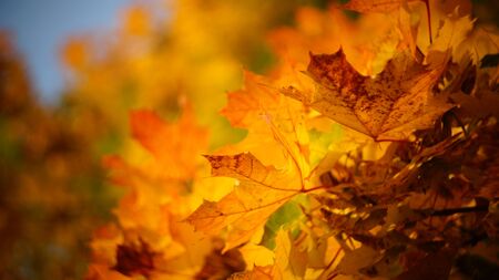 mellow autumn. beautiful maple leaves yellow golden in city Park blurred background close-up