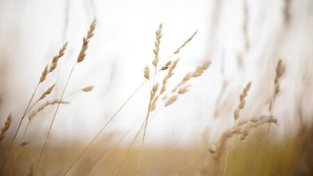 autumn background. autumn field spikes fog foreground blurred background bokeh. autumn melancholy nostalgia aggravationの写真素材