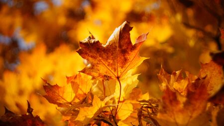 mellow autumn. beautiful maple leaves yellow golden in city Park blurred background close-up