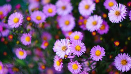 beautiful floral background of autumn flowers. santbrink asters virgin variety Amethyst color purple or violet petals. shallow depth of field blurred backgroundの写真素材