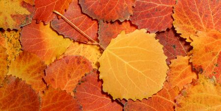 autumn leaves of aspen. fallen yellow red leaves background texture close-up autumn carpet of aspen...