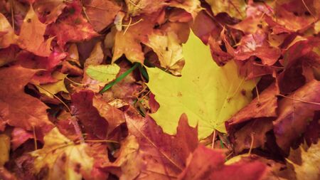autumn leaves yellow maple leaf red fallen foliage close-up gold leaves on redの写真素材