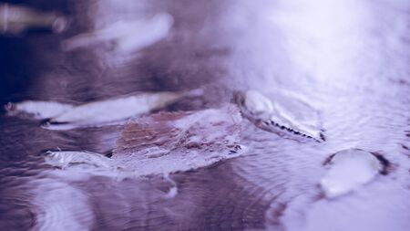 autumn leaves in the rain autumn weather reflection glare drops puddle gloomy rainy days discomfort