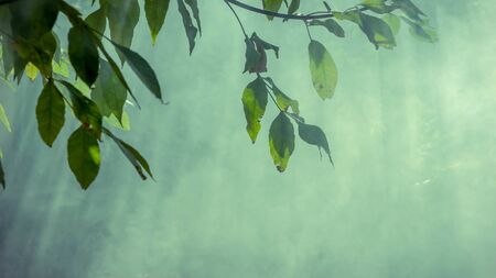 morning landscape fog smoke morning rays of light tree branchesの写真素材