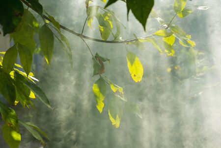morning landscape fog smoke morning rays of light tree branchesの写真素材