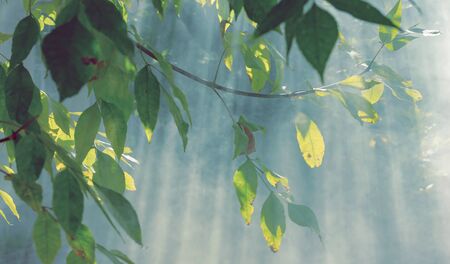 morning landscape fog smoke morning rays of light tree branchesの写真素材