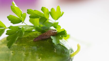 Pests of cucumbers. slug on cucumber fruit vegetable parsley leaves. gastropod crawling on the cucumber macroの写真素材