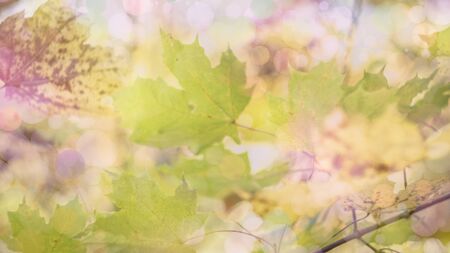 autumn background texture. colorful fallen maple leaves  close-up natural leaf background macroの写真素材