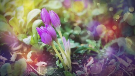 gorgeous fall purple flowers of the saffron Crocus close-up. Beautiful nature background. Fall...