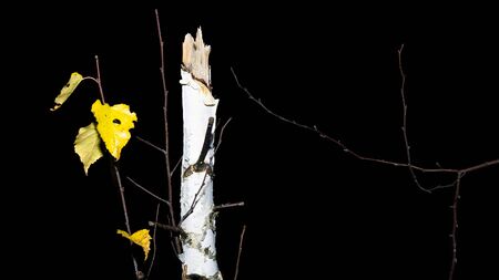 late autumn the broken trunk of a birch with yellow leaves isolated on black background close-upの写真素材