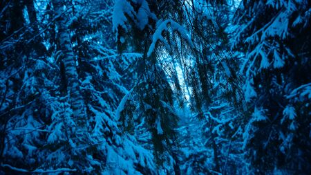 spruce branches in the snow Christmas background. Fir-tree blue background.の写真素材