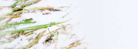 beginning of winter first snow background green yellow grass under snow place for text close-upの写真素材