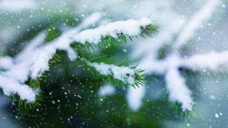 beginning of winter the first snow background spruce branches falling snow cold color close-upの写真素材