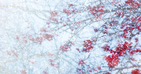 Red Rowan ripe background winter snow. Ripe berriesの写真素材