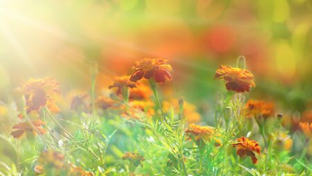 morning sun on a meadow of orange yellow flowers light rays of the sun blooming garden warm range of colorsの写真素材
