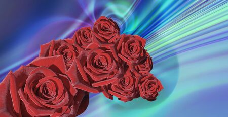 simple design red rose on blue abstract background. Banner, flyer, brochure.の写真素材