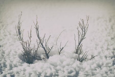 beginning of spring the wild rose Bush in melting the ice loose snow close-upの写真素材