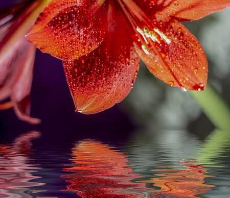red Amaryllis flower reflection in the water beautiful view. close upの写真素材