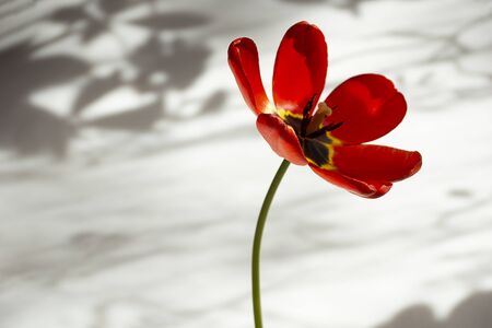 fresh large opened red Tulip in the room on the background of paper in the morning sun light closeupの写真素材