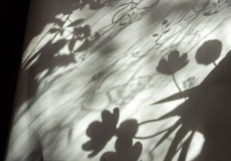 shadow on a sheet of white paper from flowers tulle curtains in the room in the morning sun light...