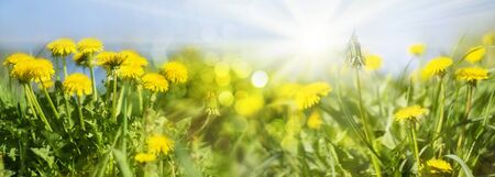 yellow field of dandelions bright sun rays banner spring summer season. Nature scenery.の写真素材