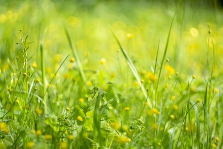 beautiful landscape with a fine young grass and small yellow flowers, the freshness of the morning nature. blurred background low horizonの写真素材
