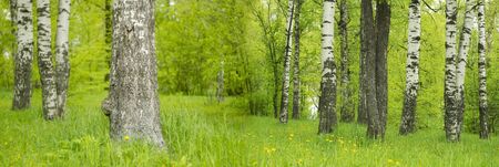beautiful landscape birch grove freshness of greenery spring summer season banner. recreation Parkの写真素材