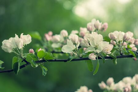 beautiful pink and white Apple blossom Bud freshness of morning nature. blurred backgroundの写真素材