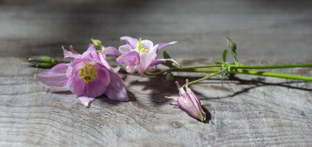 beautiful pink Aquilegia flowers lie in water drops on a wooden Board. AquilÃ©gia vulgÃ¡ris of the Buttercup family closeupの写真素材