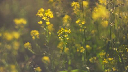 summer background. morning misty summer meadow grass panicles rising sun closeupの写真素材