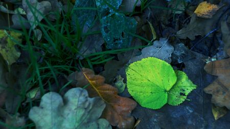 autumn background of fallen leaves ash natural blue green background. the beautiful concept of...