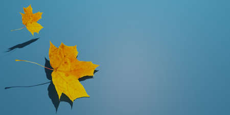 autumn background. simple design. two maple leaves fall on the blue background.