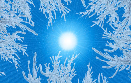 winter landscape snow-covered branches under the snow. blue and white soft color sun. winter...