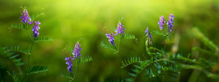 Polka dot mouse green flower background. landscape with purple flowers evening bright sun rays. long banner hdの写真素材