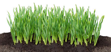 young grass green shoots of daffodils on the ground spring background isolated white