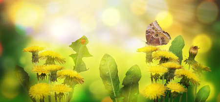 beautiful spring or summer background blooming yellow dandelions foliage butterfly ladybug water drops beautiful bokeh blurred background.の写真素材