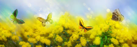 beautiful summer background with yellow blooming mimosa and colorful butterfliesの写真素材