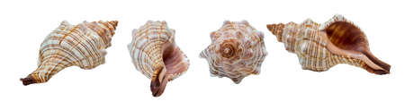 set of four seashells spiral in different angles. isolated white