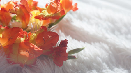 beautiful bouquet of red and yellow gladioli flowers on a light fluffy white bedspread. background for school, wedding, anniversary closeupの写真素材