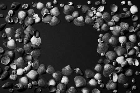 seashell frame black and white sea background