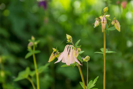 pale pink aquilegia flowers on a blurry backgroundの写真素材