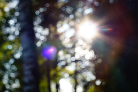 Lens Flare Overlay rays of the sun from behind the trees in the forest blurred backgroundの写真素材