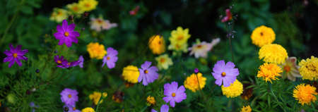 beautiful banner background yellow and purple flowers marigolds and cosmea. Nature background.の写真素材
