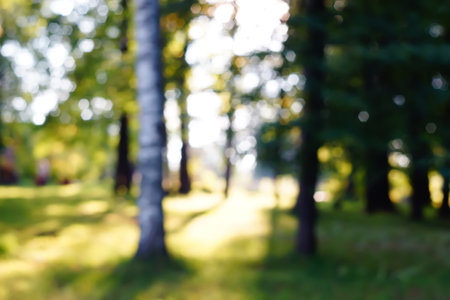 Fall Haze Overlay blurred background autumn trees in the forestの写真素材