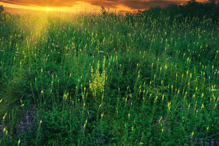 Morning field sunrise, the concept of World Environment Day. tranquility country meadow sunrise...