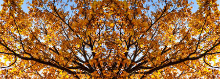 banner beautiful autumn background of oak branches autumn yellow leaves