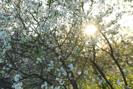 beautiful background of cherry blossoms in the garden sun rays. the white color of cherry blossoms.